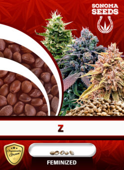 Z Strain Feminized
