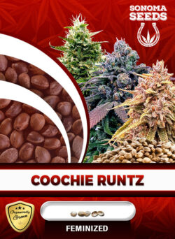 Coochie Runtz Strain Feminized