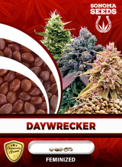 Daywrecker Strain Feminized