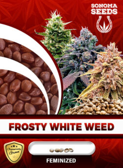 Frosty White Weed Strain Feminized