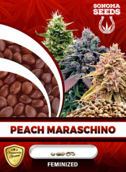 Peach Maraschino Strain Feminized