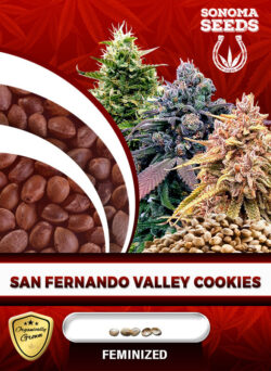 San Fernando Valley Cookies Strain Feminized