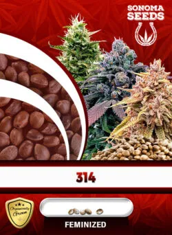314 Strain Feminized