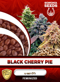 Black Cherry Pie Strain Feminized