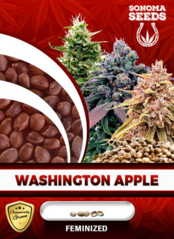 Washington Apple Strain Feminized